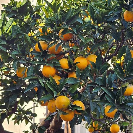 L'Arancio B&B Cecchina ภายนอก รูปภาพ