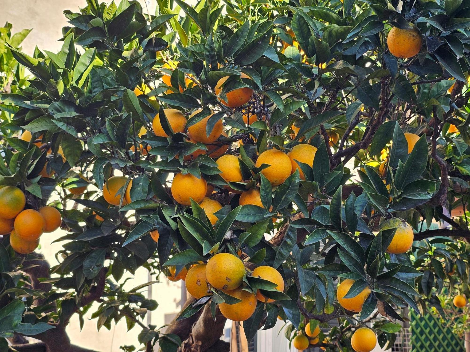L'Arancio B&B Cecchina ภายนอก รูปภาพ